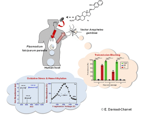 Cycle d'infestation et de reproduction du Plasmodium