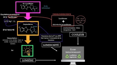 écrans bioluminescents 