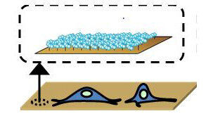 Polymères thermo-stimulables