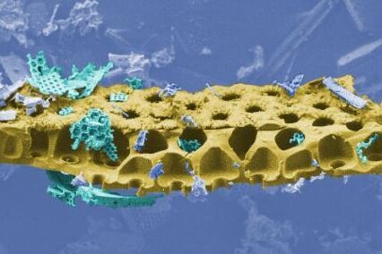 Diatomite, un support de catalyseur - © Copyright ICPEES